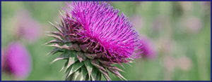 milk-thistle